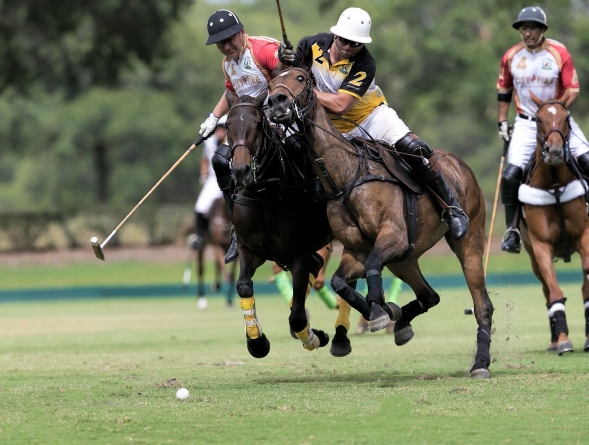 Polo horses on a Polo match