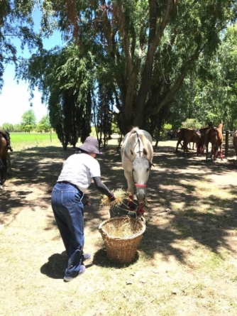 HORSES NEED TO EAT ALSO DURING THE NIGHT