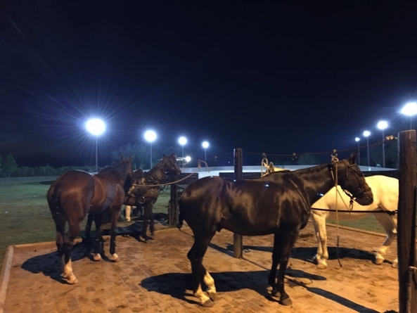 Horses Night Vision | Argentina Polo Day