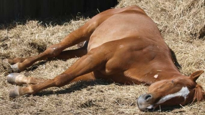 How horses sleep