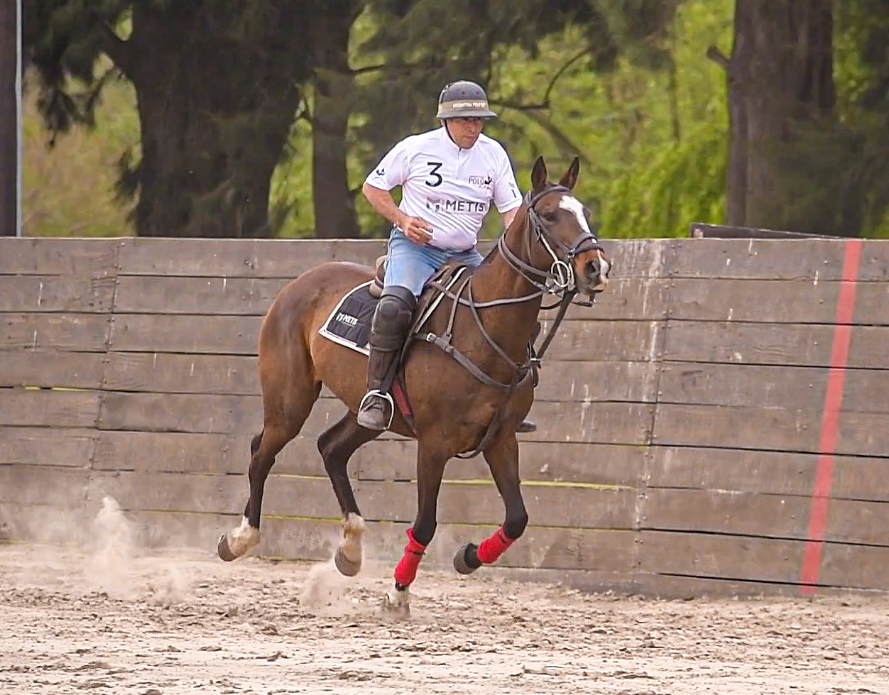 polo pony training in arena polo field