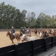 How to train a horse for polo?