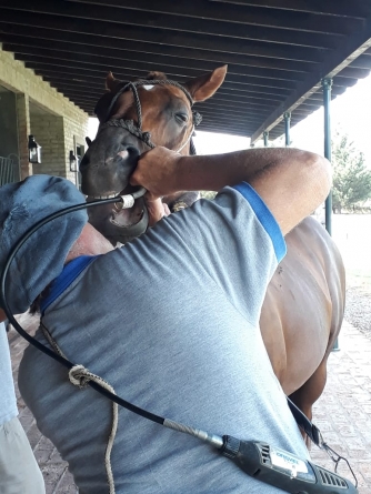 Polo Horses’ Teeth: How to Take Care of Them?