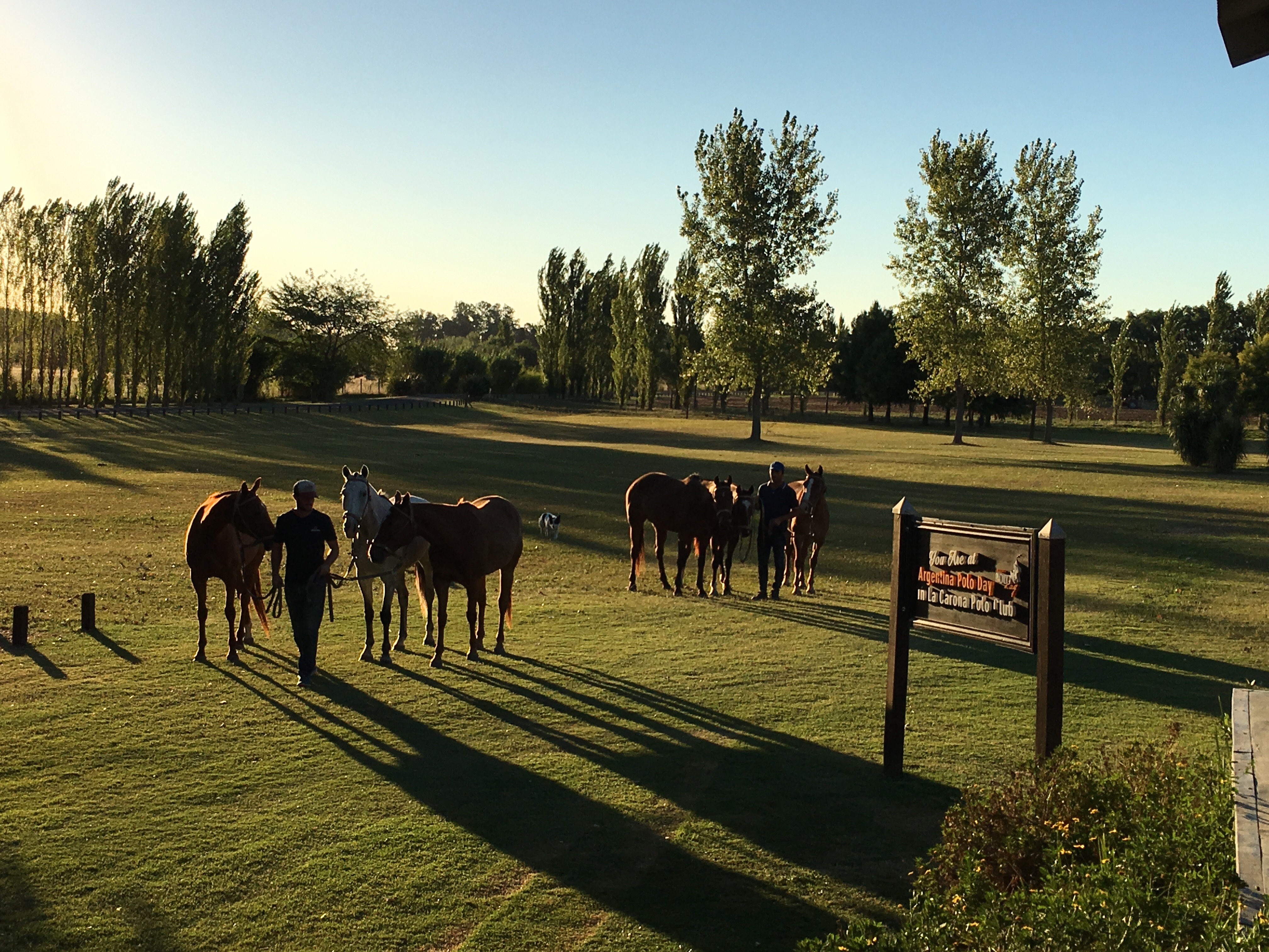 Discover Argentine Polo and Argentina Polo Day: FAQs