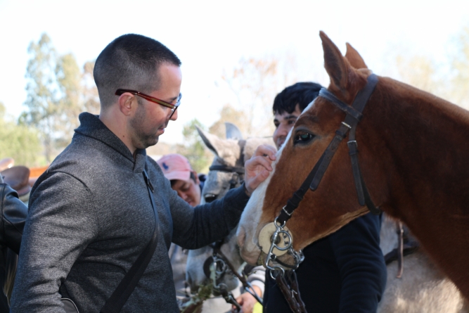 Equitherapy: Therapy with Horses