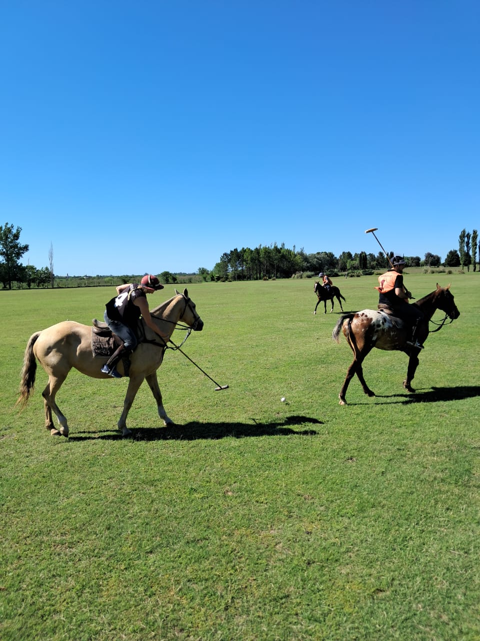 How is a Polo Horse Trained?