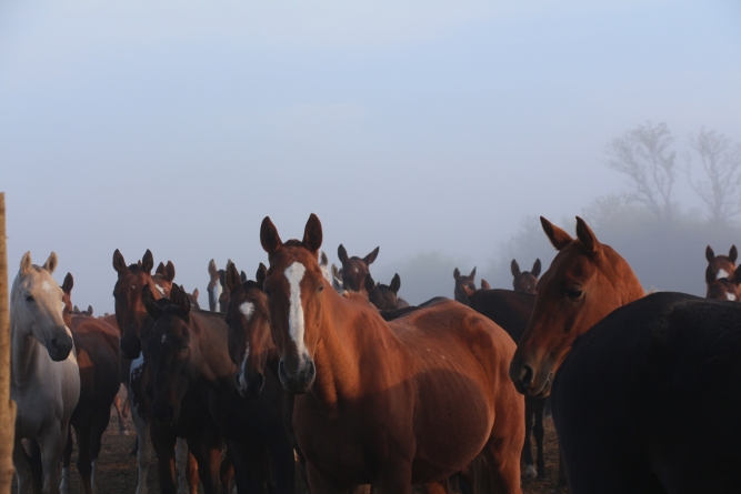 Horses’ Ears Have a Lot to Say