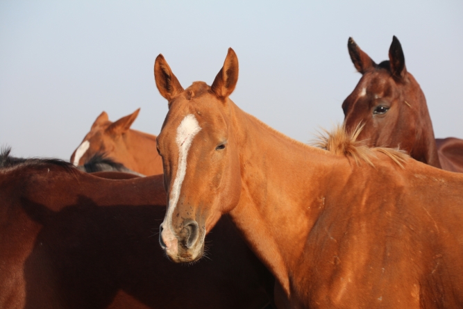 How Long does it Take to Train Polo Horses?