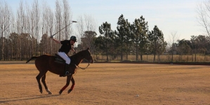 How to take care of a polo horse?