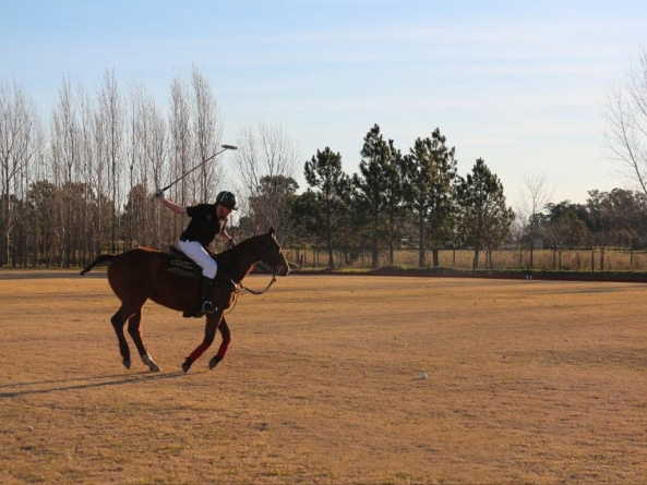 How to take care of a polo horse?