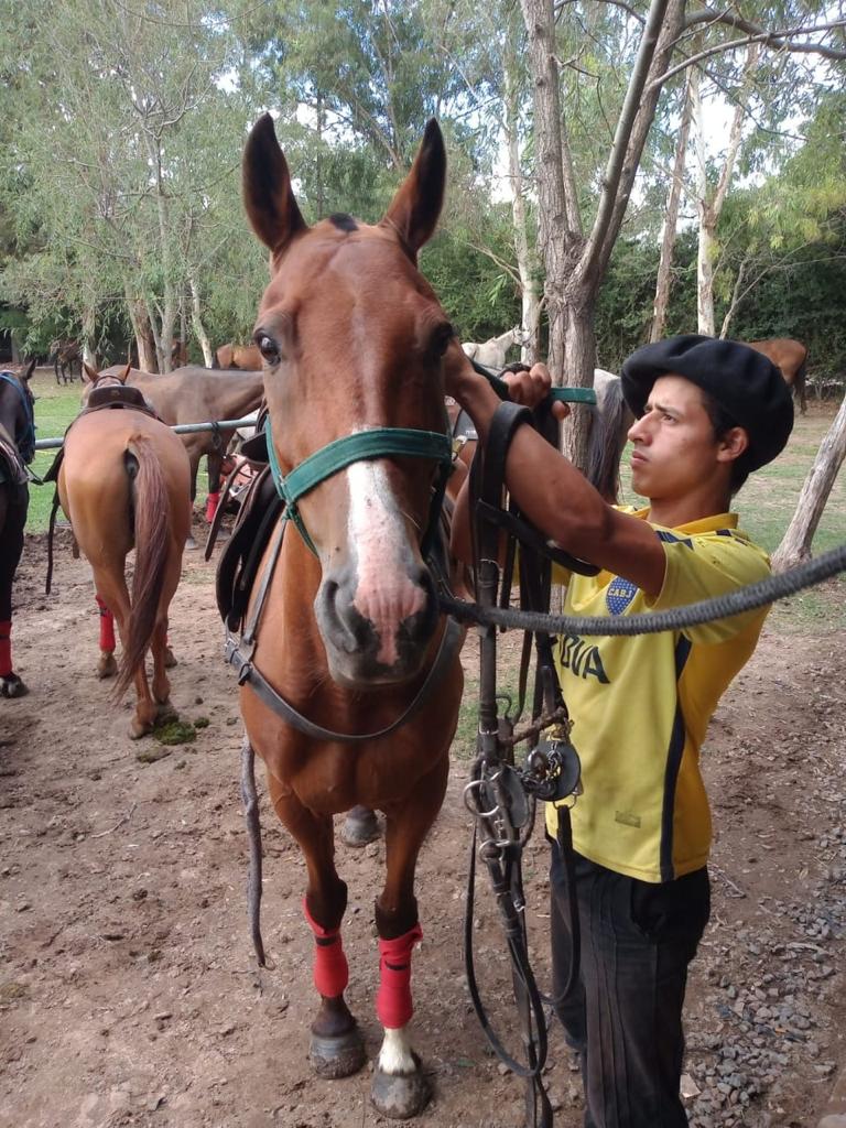 Polos del online caballo