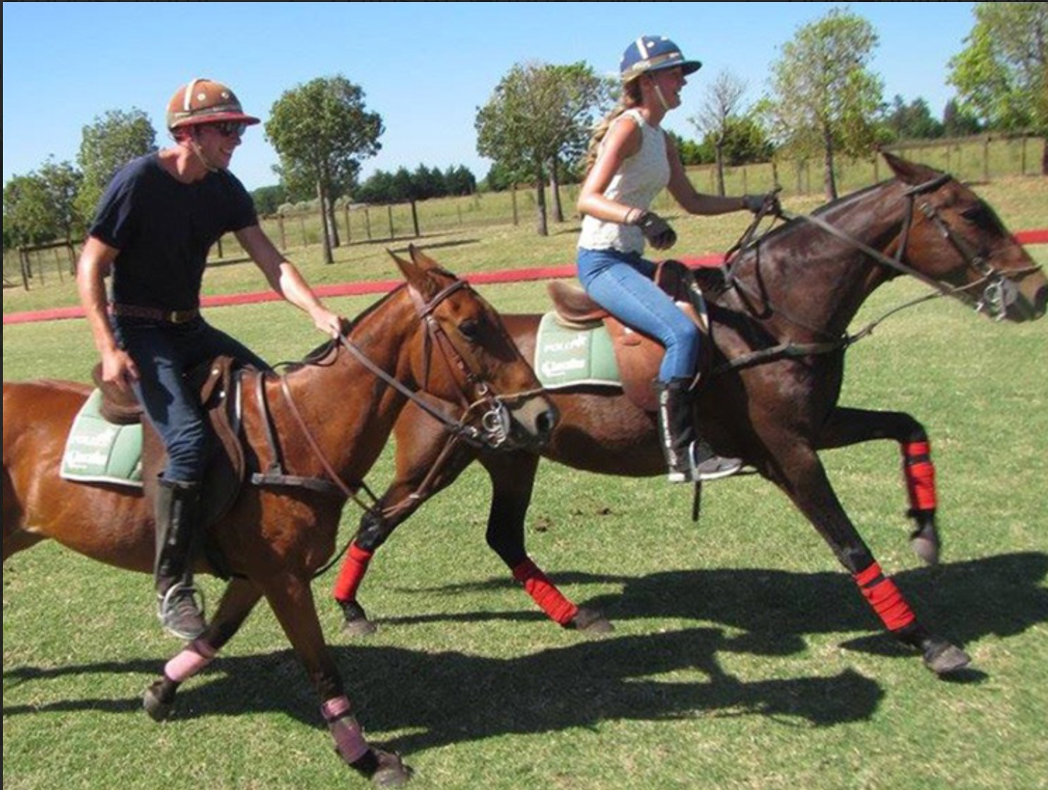 Argentina Horses: A Legacy of Strength and Grace