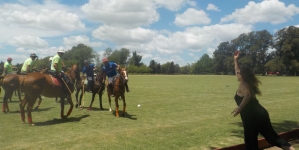 Horses in a Polo Match