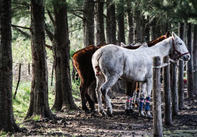 POLO ARGENTINO HORSE, A UNIQUE SPECIMEN