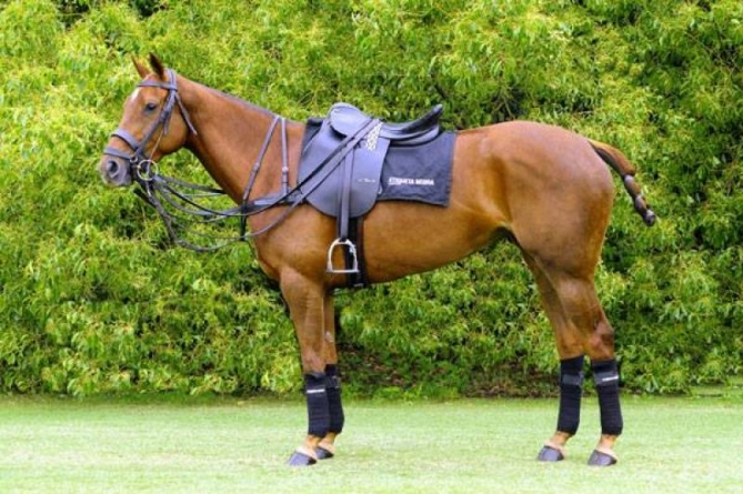How to Prepare Your Horse for a Polo Match?