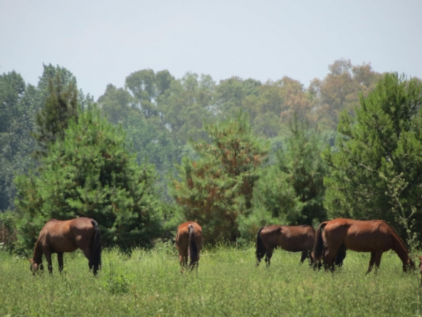 Applying Sustainable Practices in Polo