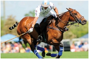 polo handicap