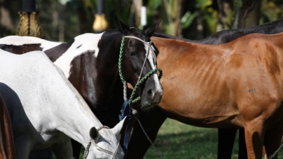 Horses Feeding on Fruits and Vegetables