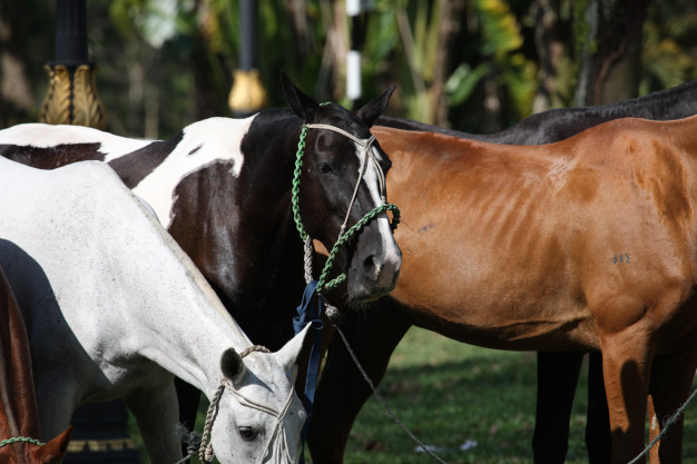 Horses Feeding on Fruits and Vegetables