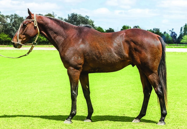 How fast does a polo pony run