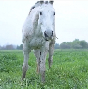 Polo Pony Feeding: Benefits of Natural Grazing