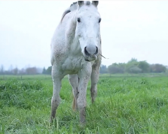 Polo Pony Feeding: Benefits of Natural Grazing