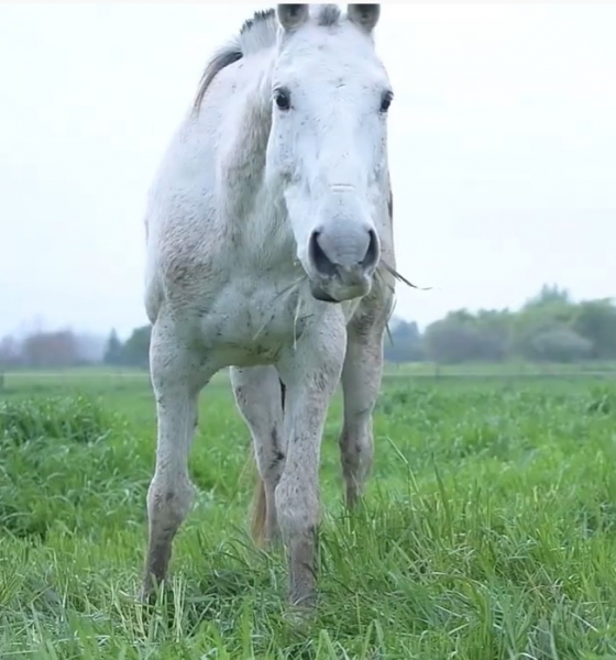 Polo Pony Feeding: Benefits of Natural Grazing
