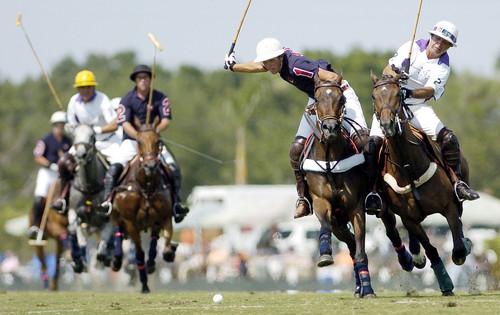Taming of a Polo Horse: The Process