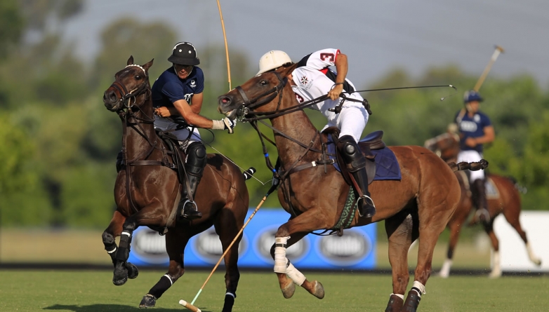 Polo Pony | The Argentine horse race