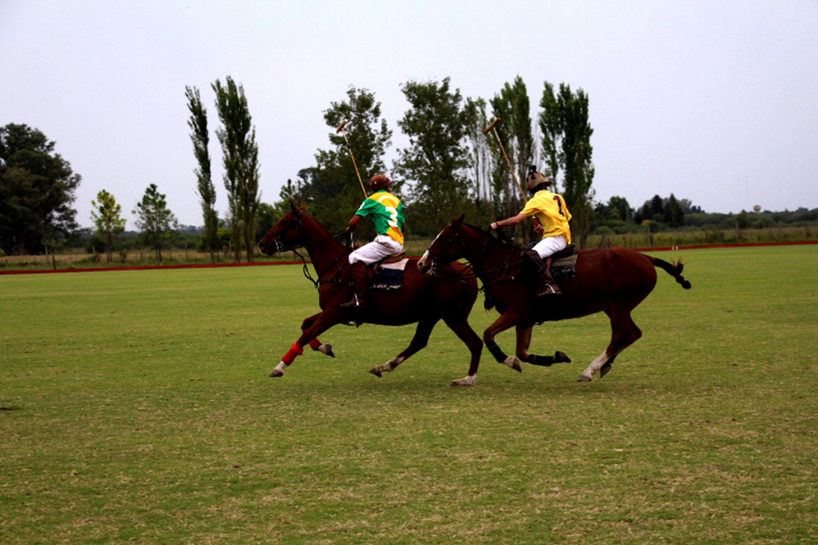 Doma De Un Caballo de Polo