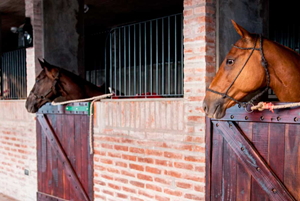 Where do Horses Live in Argentina?