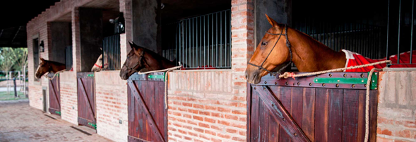 Where do Horses Live in Argentina?